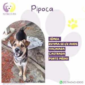 Cachorro raça SRD-ViraLata idade 1 ano nome Pipoca