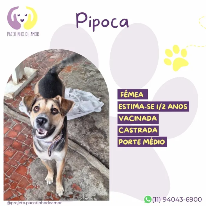 Cachorro raça SRD-ViraLata idade 1 ano nome Pipoca