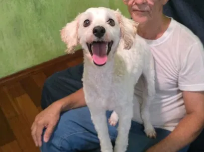 Cachorro raça SRD-ViraLata idade 2 a 6 meses nome Bolt 