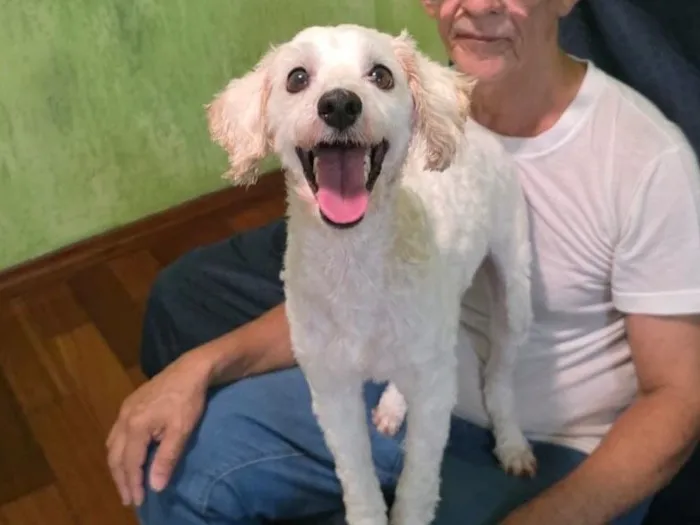 Cachorro raça SRD-ViraLata idade 2 a 6 meses nome Bolt 