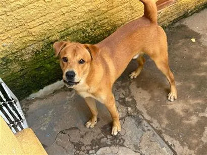 Cachorro raça SRD-ViraLata idade 1 ano nome Achei na rua e preciso doar o mais rápido possível 
