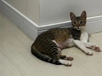 Gato raça SRD-ViraLata idade 2 a 6 meses nome Pintadinha