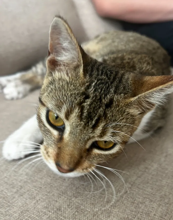 Gato raça SRD-ViraLata idade 2 a 6 meses nome Pintadinha