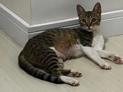 Gato raça SRD-ViraLata idade 2 a 6 meses nome Pintadinha