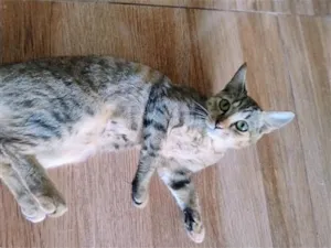 Gato raça SRD-ViraLata idade 2 a 6 meses nome Naruto 