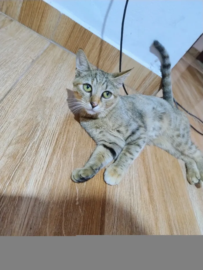 Gato raça SRD-ViraLata idade 2 a 6 meses nome Naruto 