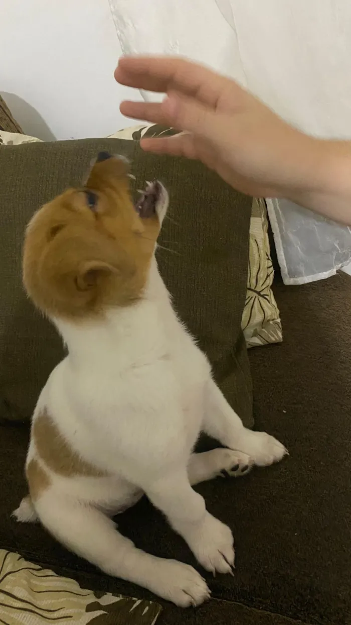 Cachorro raça SRD-ViraLata idade 2 a 6 meses nome Kira