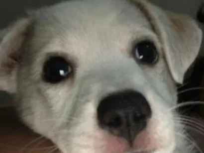 Cachorro raça SRD-ViraLata idade 2 a 6 meses nome pipoca