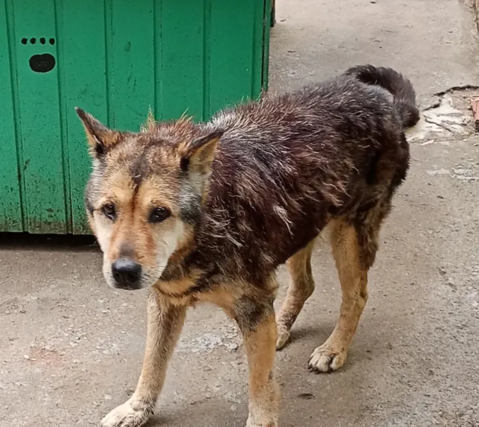 Cachorro raça SRD-ViraLata idade 6 ou mais anos nome idosa
