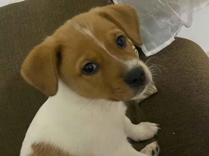 Cachorro raça SRD-ViraLata idade 2 a 6 meses nome Kira