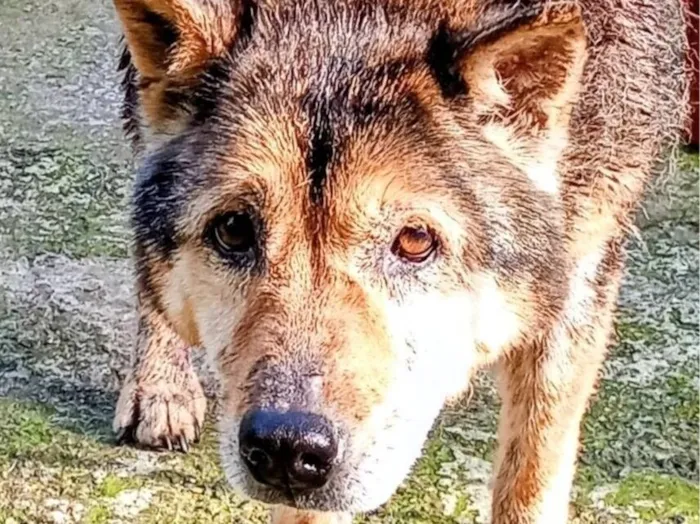 Cachorro raça SRD-ViraLata idade 6 ou mais anos nome idosa