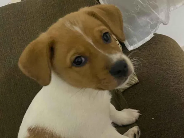 Cachorro raça SRD-ViraLata idade 2 a 6 meses nome Kira 