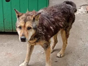 Cachorro raça SRD-ViraLata idade 6 ou mais anos nome idosa