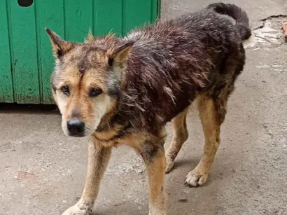 Cachorro raça SRD-ViraLata idade 6 ou mais anos nome idosa