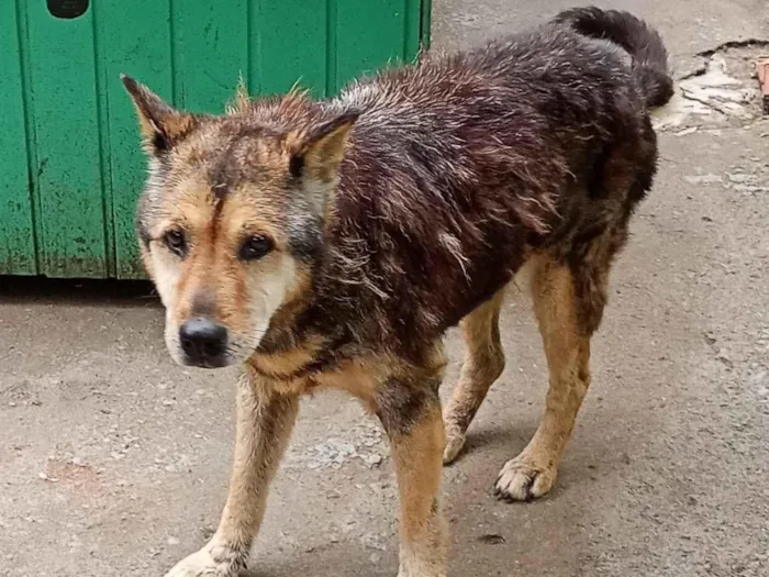 Cachorro raça SRD-ViraLata idade 6 ou mais anos nome idosa