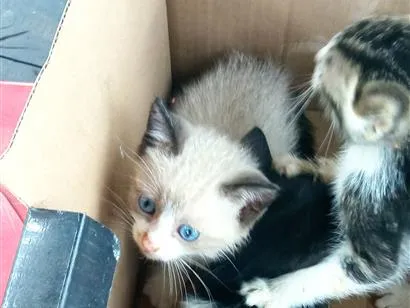 Gato raça SRD-ViraLata idade Abaixo de 2 meses nome Sua escolha