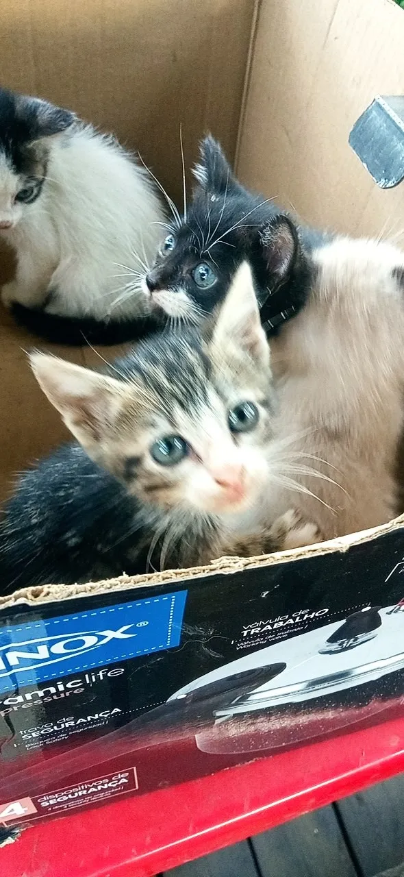 Gato raça SRD-ViraLata idade Abaixo de 2 meses nome Sua escolha