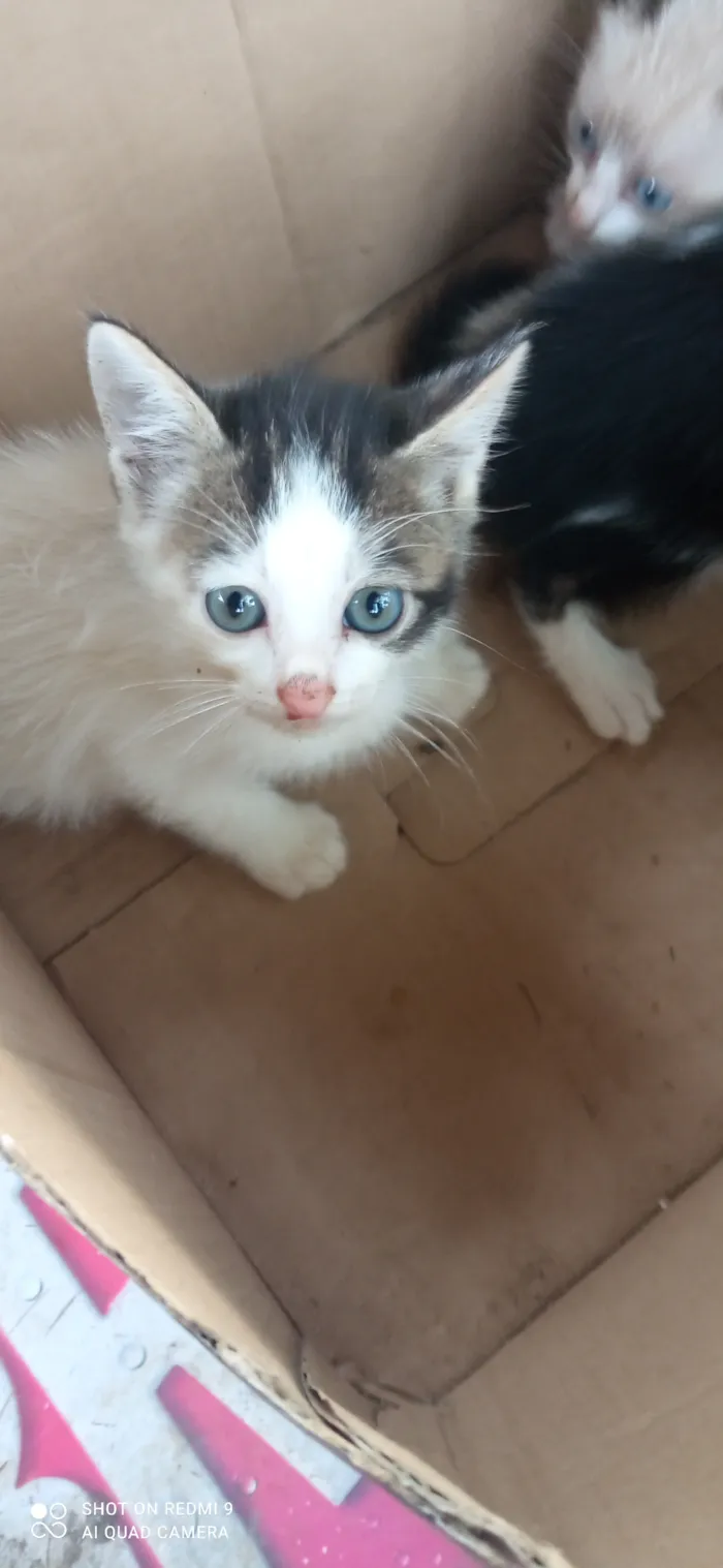 Gato raça SRD-ViraLata idade Abaixo de 2 meses nome Sua escolha