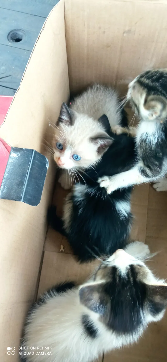 Gato raça SRD-ViraLata idade Abaixo de 2 meses nome Sua escolha