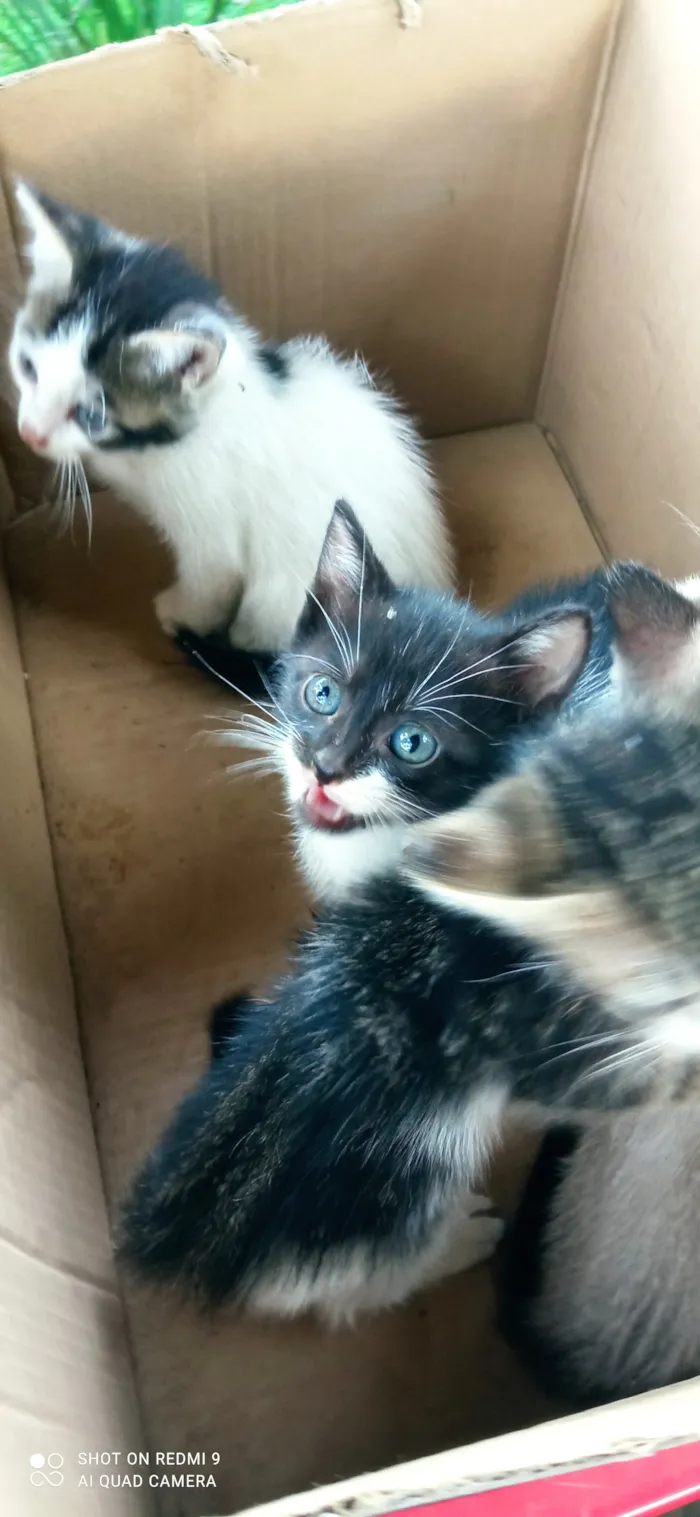 Gato raça SRD-ViraLata idade Abaixo de 2 meses nome Sua escolha