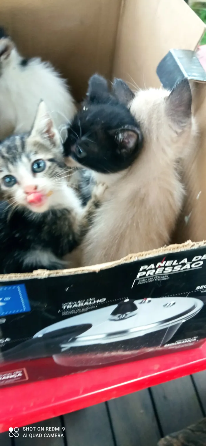 Gato raça SRD-ViraLata idade Abaixo de 2 meses nome Sua escolha