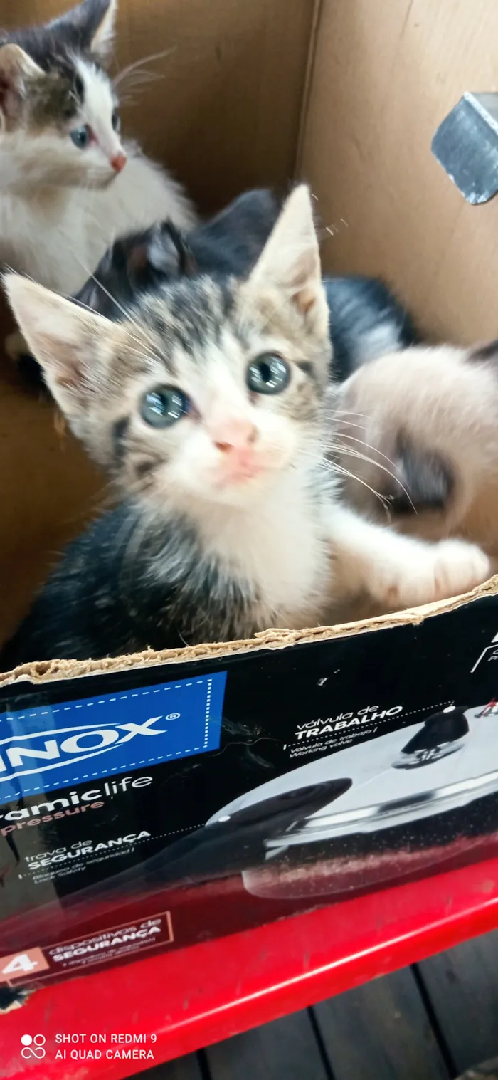 Gato raça SRD-ViraLata idade Abaixo de 2 meses nome Sua escolha