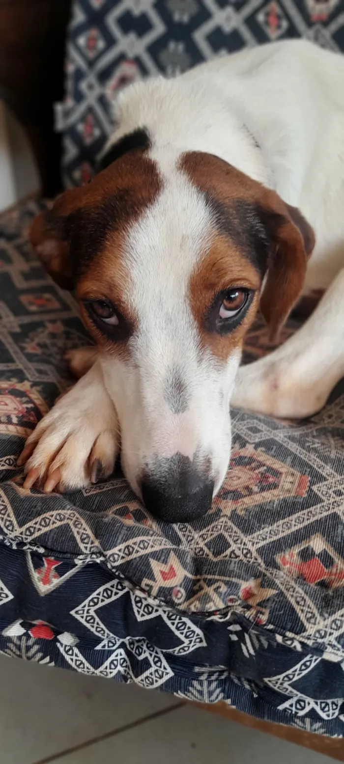 Cachorro raça SRD-ViraLata idade 1 ano nome Flora 