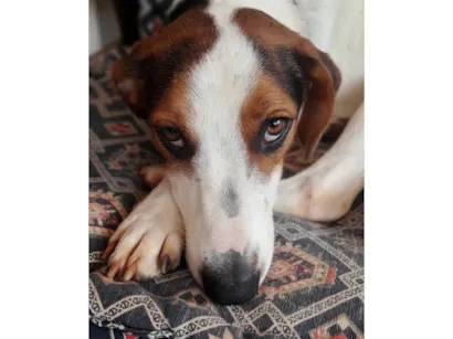 Cachorro raça SRD-ViraLata idade 1 ano nome Flora 