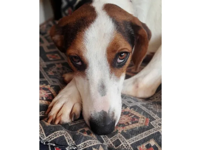 Cachorro raça SRD-ViraLata idade 1 ano nome Flora 