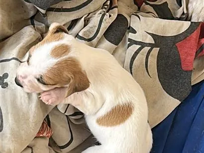 Cachorro raça SRD-ViraLata idade Abaixo de 2 meses nome Belinha e os filhotes 