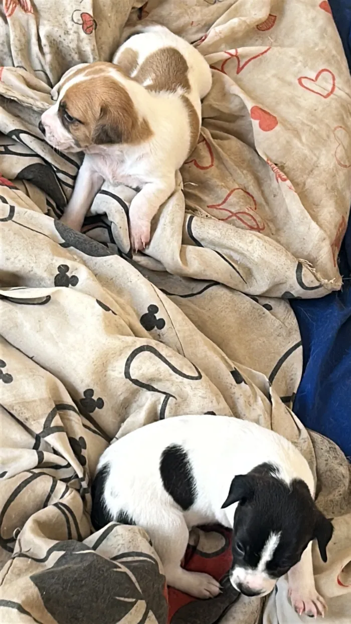 Cachorro raça SRD-ViraLata idade Abaixo de 2 meses nome Belinha e os filhotes 