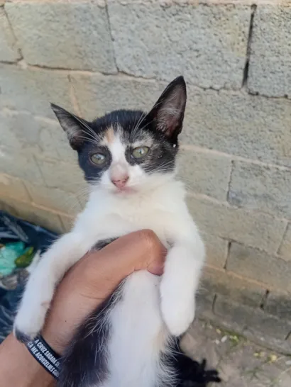 Gato raça SRD-ViraLata idade 2 a 6 meses nome malhadinha 