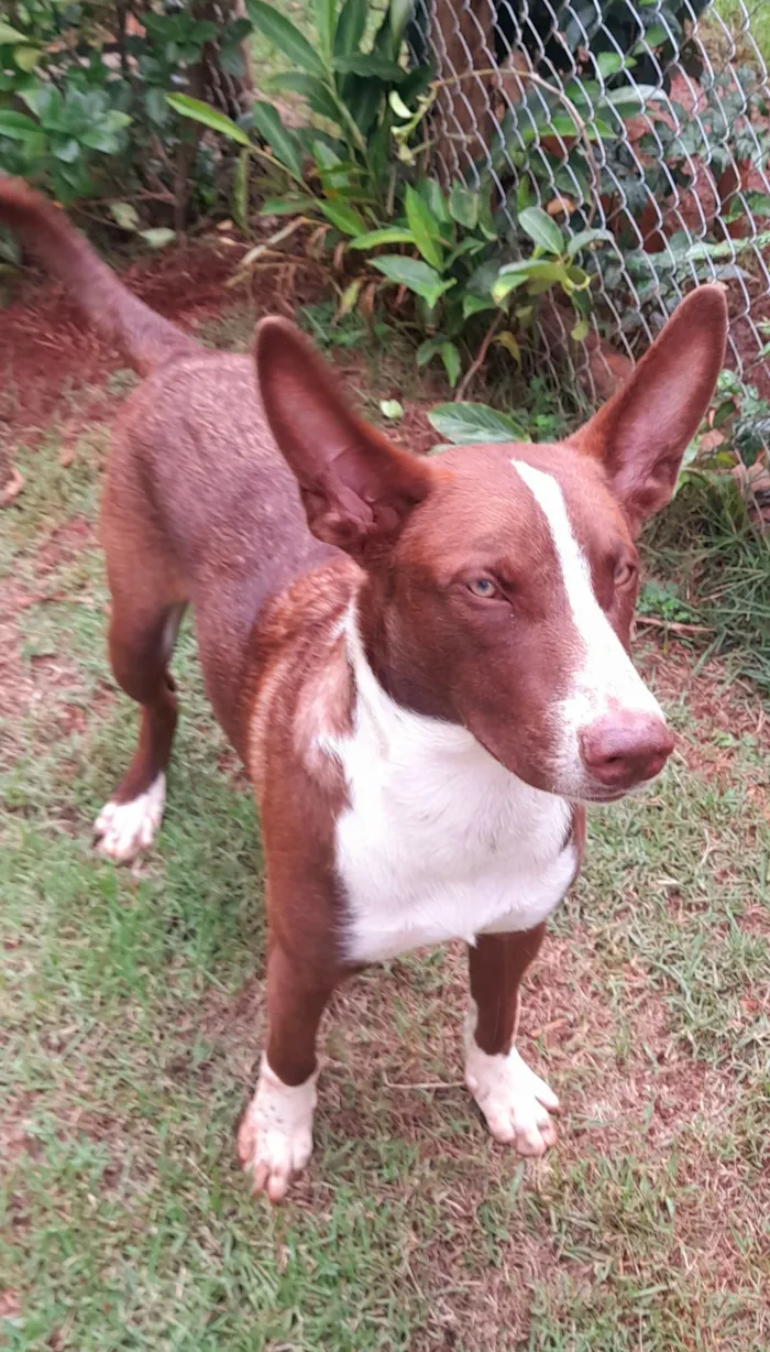 Cachorro raça SRD-ViraLata idade 1 ano nome Vlad