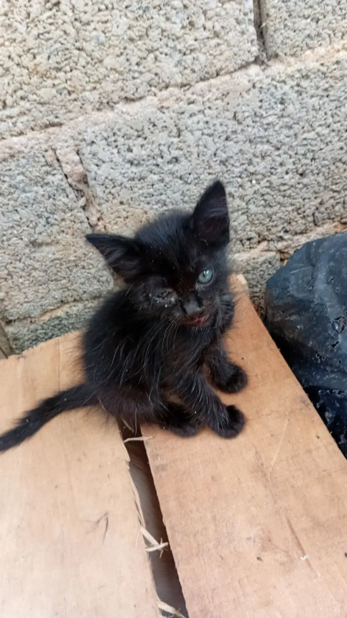 Gato raça SRD-ViraLata idade 2 a 6 meses nome pretinha 