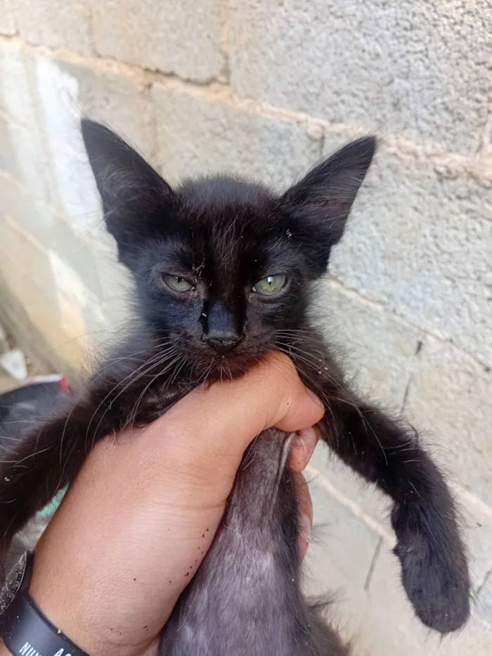 Gato raça SRD-ViraLata idade 2 a 6 meses nome pretinha 