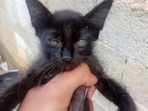 Gato raça SRD-ViraLata idade 2 a 6 meses nome pretinha 