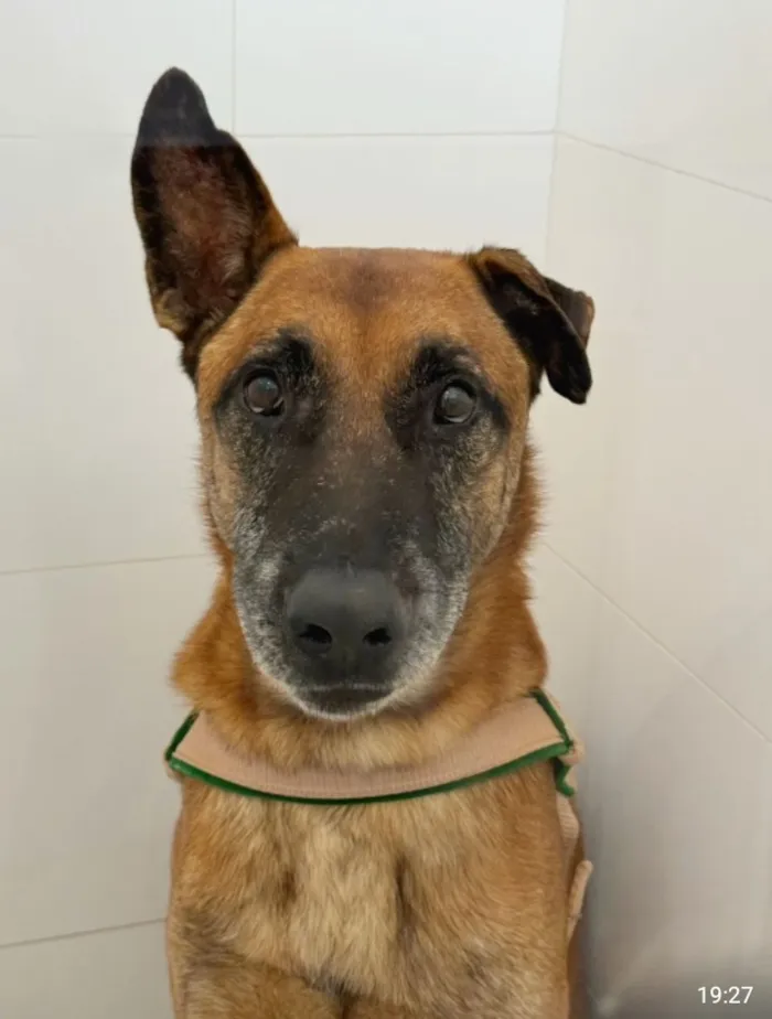 Cachorro raça SRD-ViraLata idade 6 ou mais anos nome Orelha