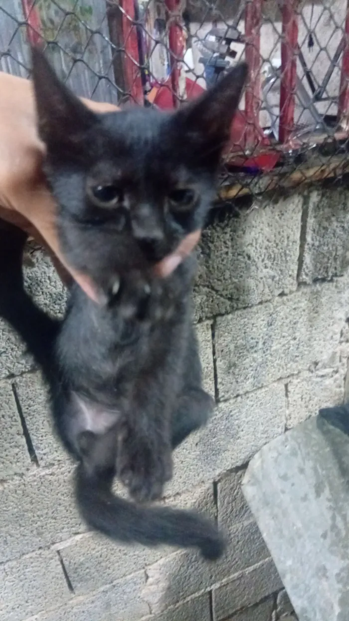 Gato raça SRD-ViraLata idade 2 a 6 meses nome pretinha