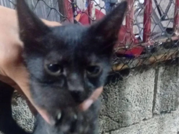 Gato raça SRD-ViraLata idade 2 a 6 meses nome pretinha