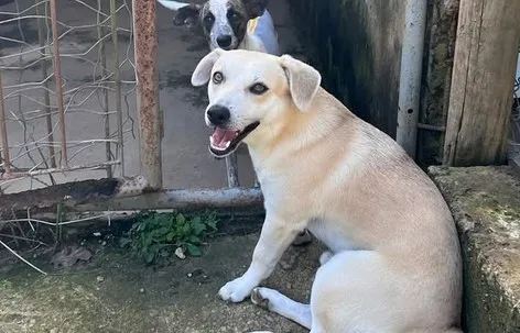 Cachorro raça SRD-ViraLata idade 2 anos nome Pedrinho