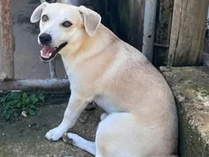 Cachorro raça SRD-ViraLata idade 2 anos nome Pedrinho