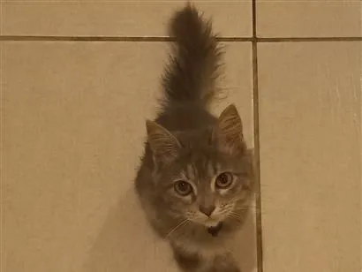 Gato raça SRD-ViraLata idade 2 a 6 meses nome sem nome