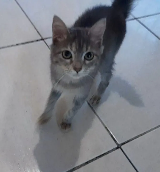 Gato raça SRD-ViraLata idade 2 a 6 meses nome sem nome