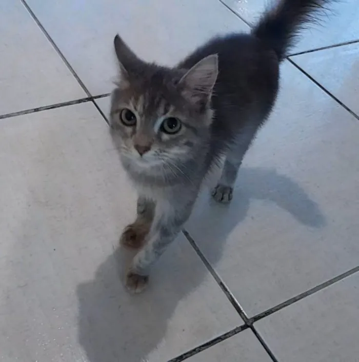 Gato raça SRD-ViraLata idade 2 a 6 meses nome sem nome