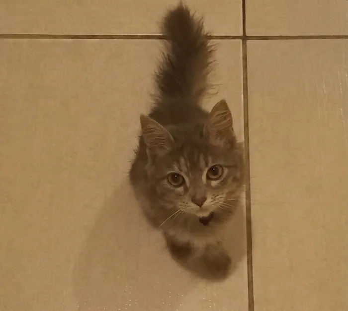 Gato raça SRD-ViraLata idade 2 a 6 meses nome sem nome