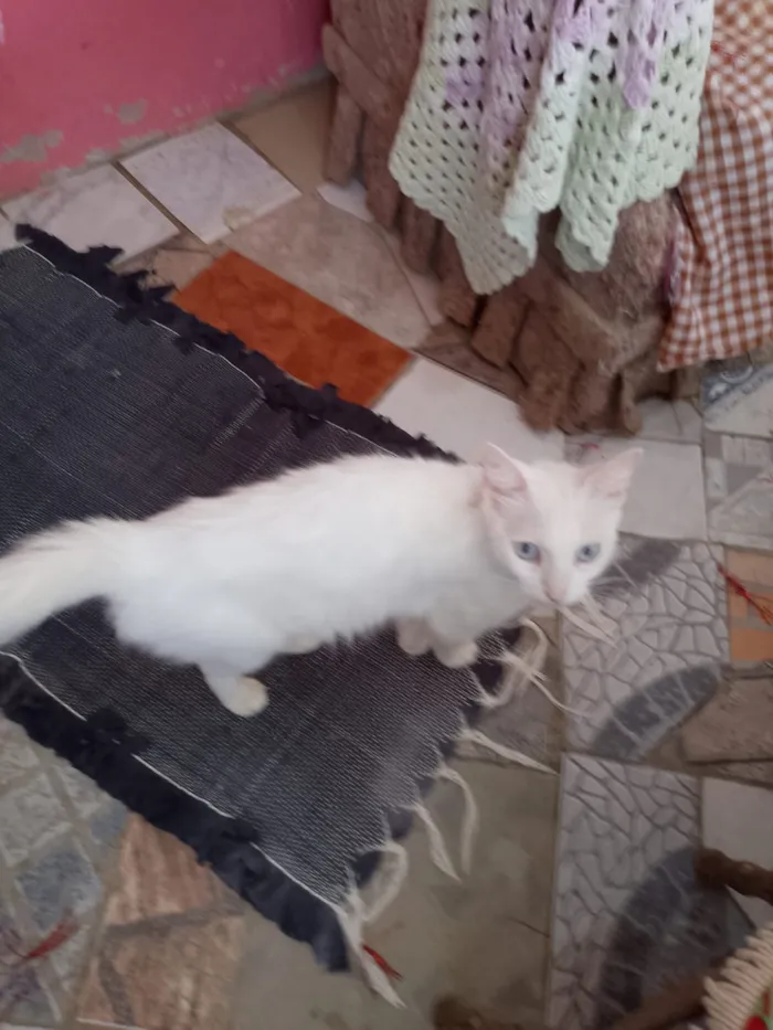 Gato raça SRD-ViraLata idade 2 a 6 meses nome Clarisse