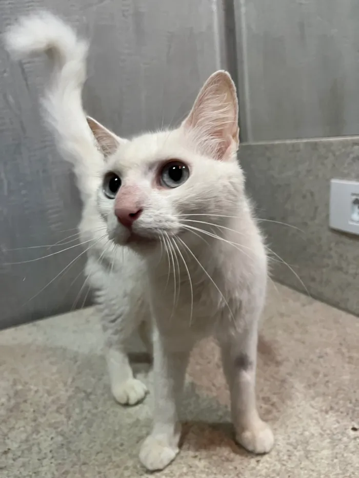 Gato raça SRD-ViraLata idade 2 a 6 meses nome Clarisse