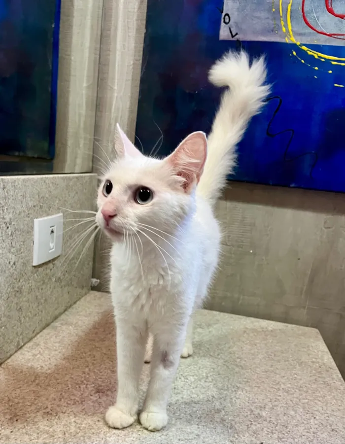 Gato raça SRD-ViraLata idade 2 a 6 meses nome Clarisse