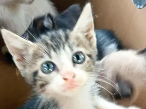 Gato raça SRD-ViraLata idade Abaixo de 2 meses nome Sua escolha