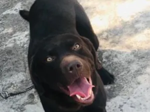 Cachorro raça Labrador idade 6 ou mais anos nome Zeus